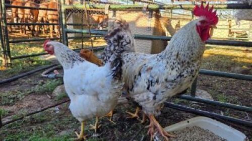 1 x Rooster and 3 x Hens