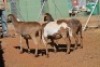 LOT 16 3 X MEATMASTER OOIE (PER STUK OM LOT TE NEEM) - 7