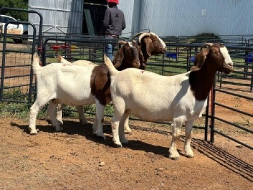 3X BOER GOAT DOE Janus Wasserman (Per animal to take the lot)