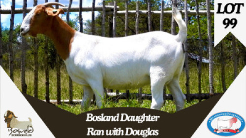 1X BOER GOAT PREGNANT FLOCK DOE Meadowood Boer Goat Stud