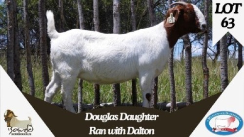 1X BOER GOAT PREGNANT FLOCK DOE Meadowood Boer Goat Stud