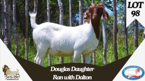 WITHDRAWN - 1X BOER GOAT DOE Meadowood Boer Goat Stud