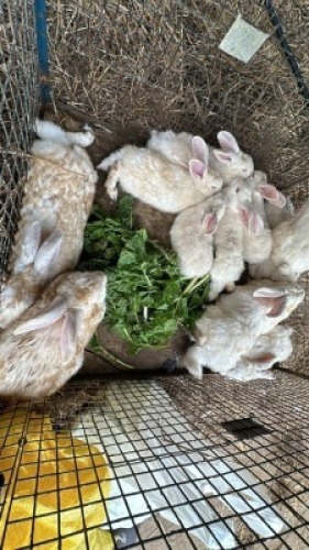11X KONYNE Huis Hebron (Per animal to take the lot)