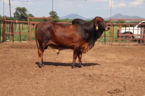 1X Red Brahman Bull MAHATA STUD (Per animal to take the lot)