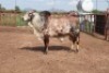 1X Red Brahman Bull MAHATA STUD (Per animal to take the lot)