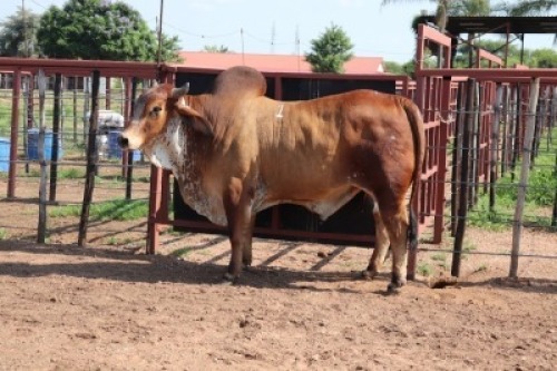 1X Red Brahman Bull MAHATA STUD (Per animal to take the lot)