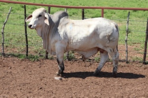 1X Grey Brahman Bull James Fletcher (Per animal to take the lot)