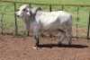 1X Grey Brahman Bull James Fletcher (Per animal to take the lot)