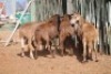 LOT 18 6 X MEATMASTER OOIE (PER STUK OM LOT TE NEEM) - 3