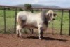 1X Grey Brahman Bull James Fletcher (Per animal to take the lot)