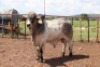 1X Grey Brahman Bull James Fletcher (Per animal to take the lot)