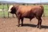 1X Simmental Bull James Fletcher (Per animal to take the lot)