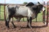 1X Grey Brahman Bull Lesego Othusitse (Per animal to take the lot)