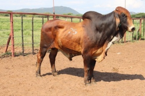 1X Red Brahman Bull Lesego Othusitse (Per animal to take the lot)