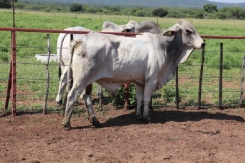 1X Grey Brahman Bull Lesego Othusitse (Per animal to take the lot)