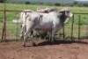 1X Grey Brahman Bull Lesego Othusitse (Per animal to take the lot)