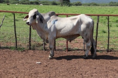1X Grey Brahman Bull Lesego Othusitse (Per animal to take the lot)
