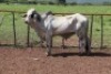 1X Grey Brahman Bull Lesego Othusitse (Per animal to take the lot)