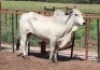 1X Grey Brahman Bull Lesego Othusitse (Per animal to take the lot)