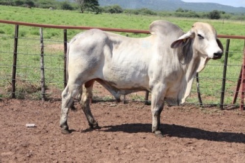 1X Grey Brahman Bull Lesego Othusitse (Per animal to take the lot)
