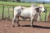 1X Grey Brahman Bull Lesego Othusitse (Per animal to take the lot)