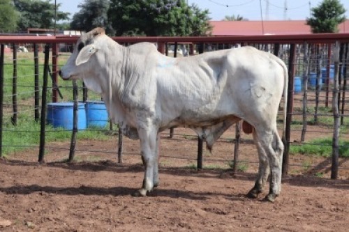 1X Grey Brahman Bull Lesego Othusitse (Per animal to take the lot)
