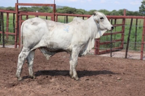 1X Grey Brahman Bull Lesego Othusitse (Per animal to take the lot)