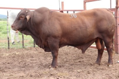 1X Santa Bull Danie Smit (Per animal to take the lot)