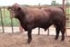 1X Santa Bull Danie Smit (Per animal to take the lot)