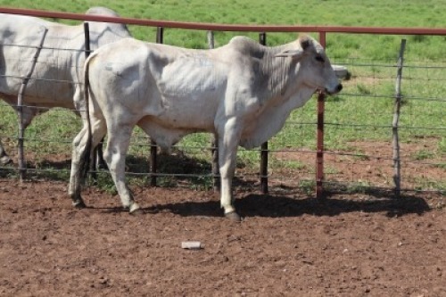 1X Grey Brahman Bull Lesego Othusitse (Per animal to take the lot)