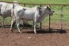 1X Grey Brahman Bull Lesego Othusitse (Per animal to take the lot)