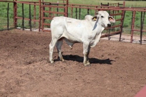 1X Grey Brahman Bull Lesego Othusitse (Per animal to take the lot)