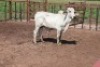 1X Grey Brahman Bull Lesego Othusitse (Per animal to take the lot)