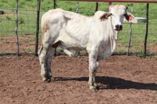 1X Grey Brahman Bull Lesego Othusitse (Per animal to take the lot)