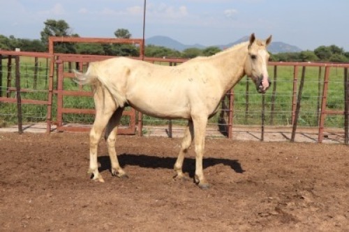 1X Tswana Stallion Mr Vos (Per animal to take the lot)