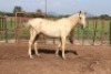 1X Tswana Stallion Mr Vos (Per animal to take the lot)