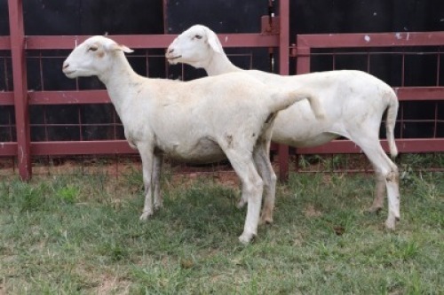 2X Meatmaster Ewe Lopang Ntombela (Per animal to take the lot)