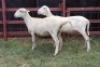 2X Meatmaster Ewe Lopang Ntombela (Per animal to take the lot)