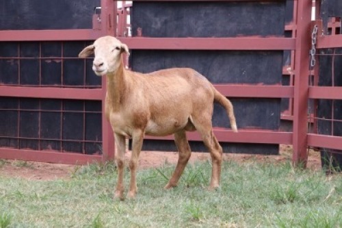 1X Meatmaster Ewe Lopang Ntombela (Per animal to take the lot)