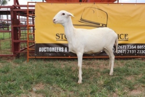 1X Meatmaster Ewe Lopang Ntombela (Per animal to take the lot)