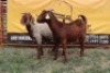 2X Kalahari Red Doe Johan Toglenberg (Per animal to take the lot)