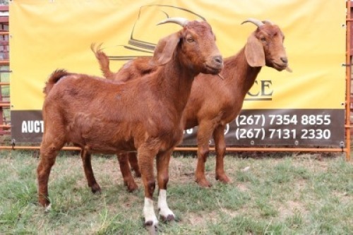 2X Kalahari Red Doe Johan Toglenberg (Per animal to take the lot)