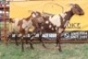 2X Cape Lobear Doe Johan Toglenberg (Per animal to take the lot)