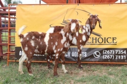2X Cape Lobear Doe Johan Toglenberg (Per animal to take the lot)