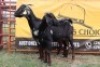 2X Cape Lobear Buck Johan Toglenberg (Per animal to take the lot)