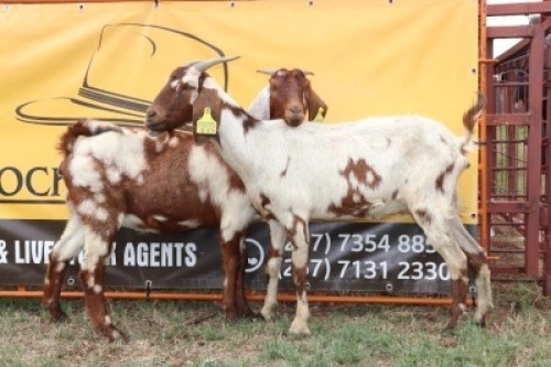 2X Cape Lobear Doe Johan Toglenberg (Per animal to take the lot)
