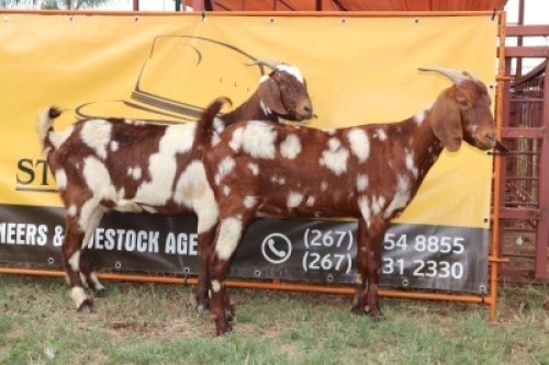 2X Cape Lobear Doe Johan Toglenberg (Per animal to take the lot)