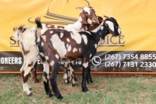 3X Cape Lobear Doe Johan Toglenberg (Per animal to take the lot)