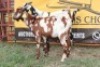 2X Cape Lobear Buck Johan Toglenberg (Per animal to take the lot)