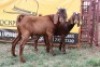 2X Cape Lobear Buck Johan Toglenberg (Per animal to take the lot)